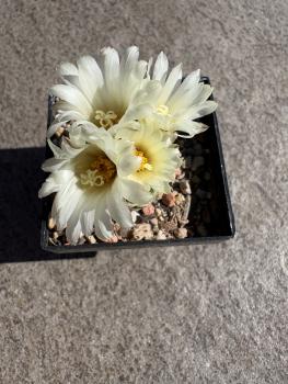Preview: Strombocactus disciformis